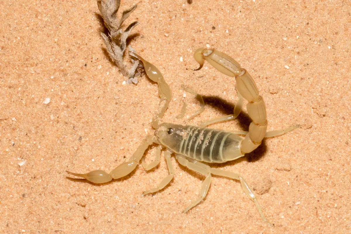 Escorpión de Cola Gruesa de Amoreux