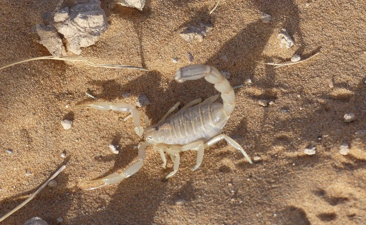 Escorpión de Cola Gruesa de Amoreux