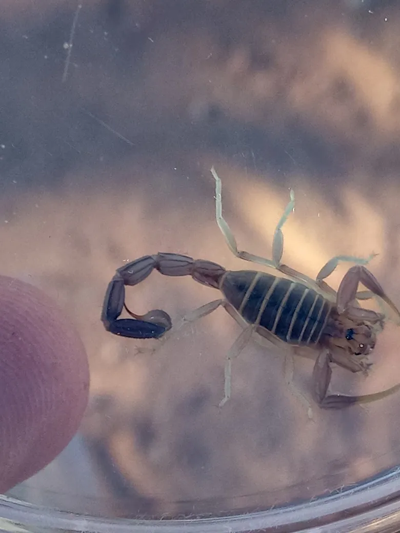 Escorpión de Cola Gruesa de Amoreux