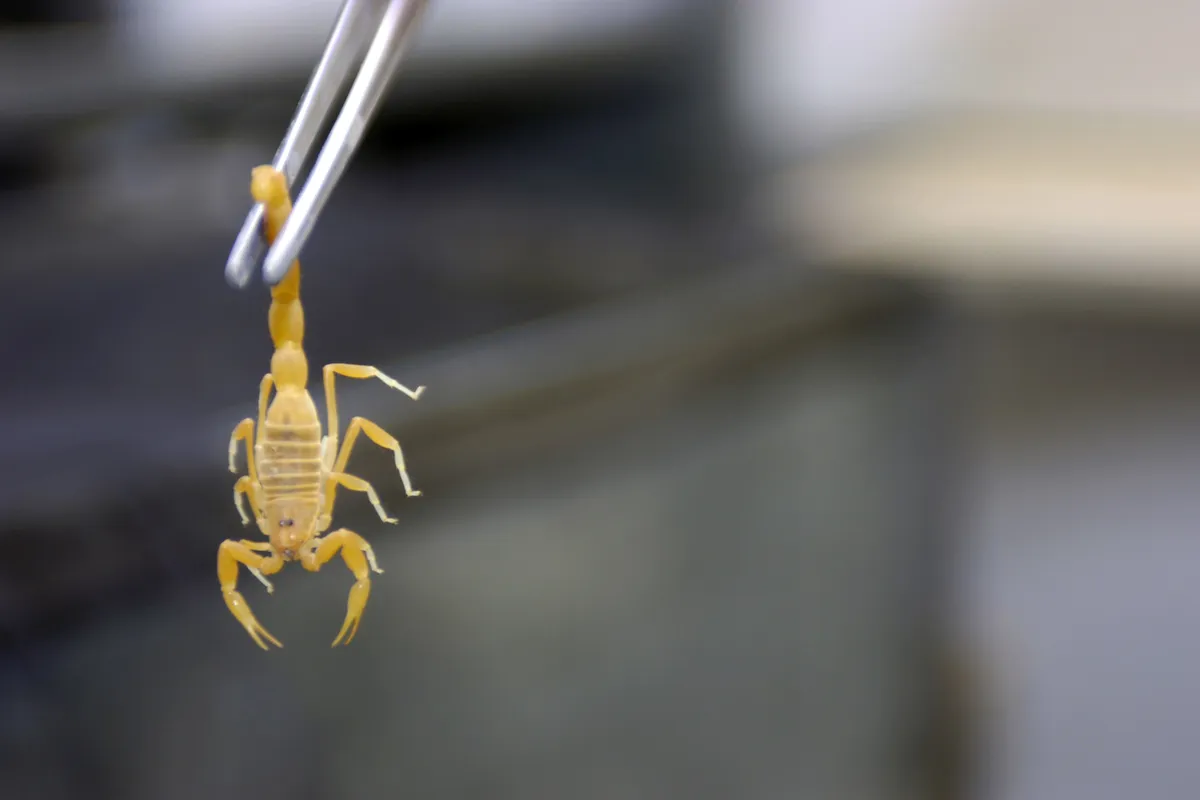 Androctonus crassicauda