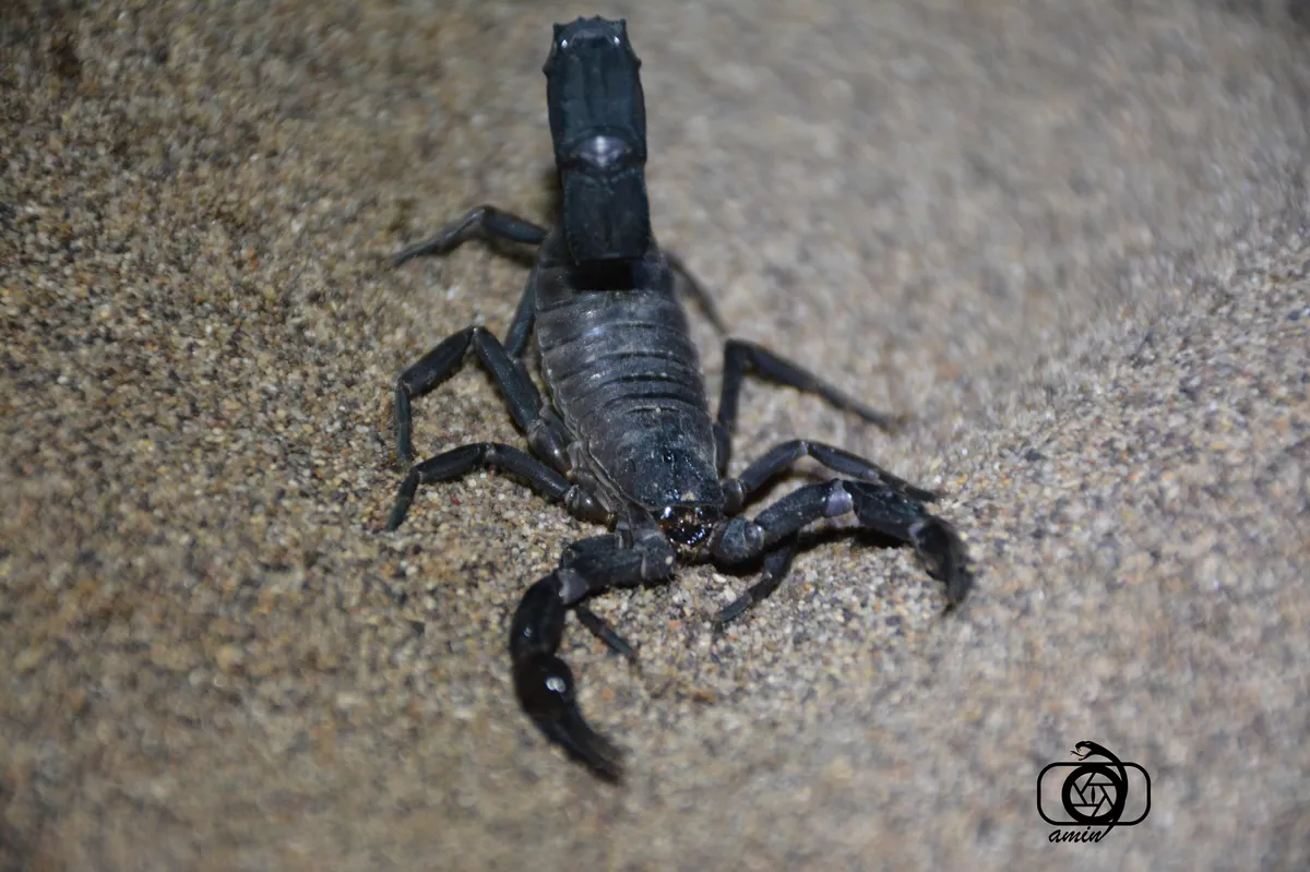 Escorpión de Cola Gruesa