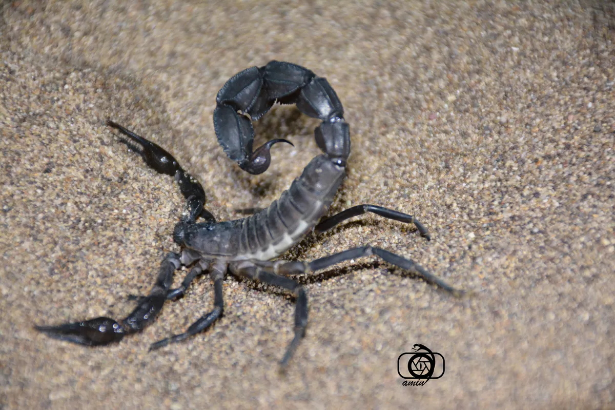 Escorpión de Cola Gruesa