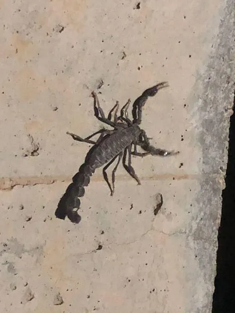 Escorpión de Cola Gruesa