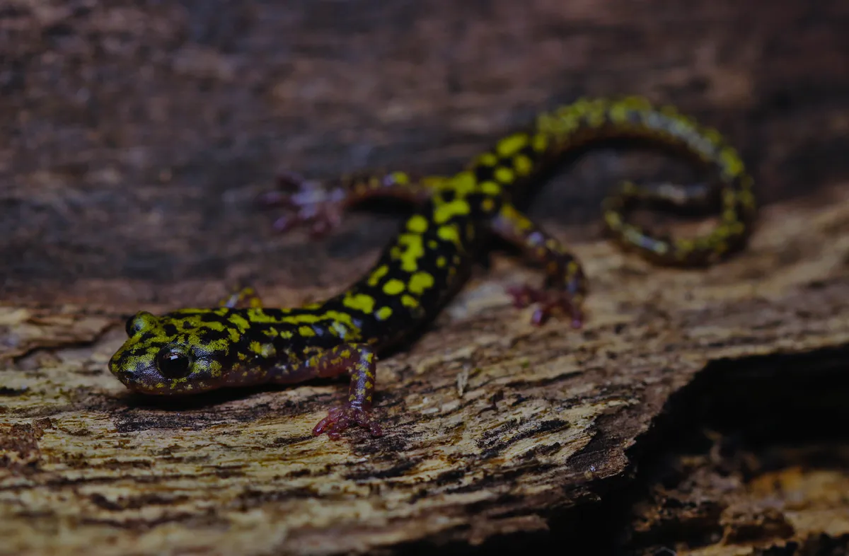 Salamandra Verde