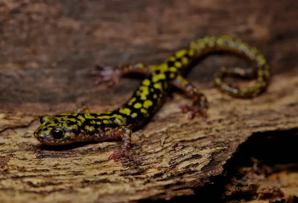Salamandra Verde