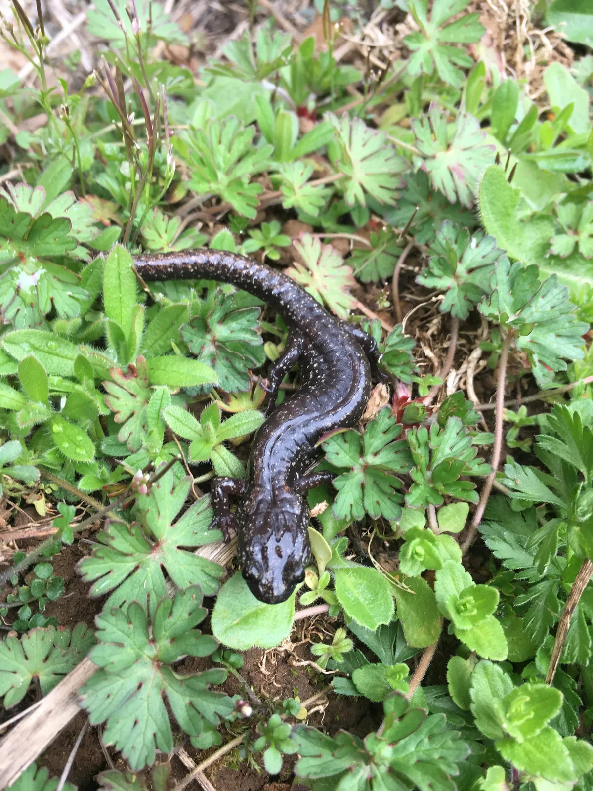 Clouded Salamander
