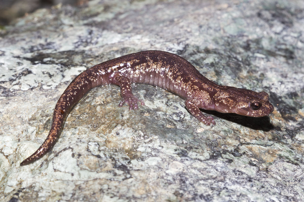 Clouded Salamander