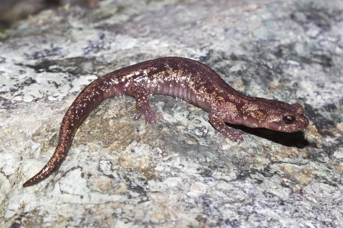 Clouded Salamander