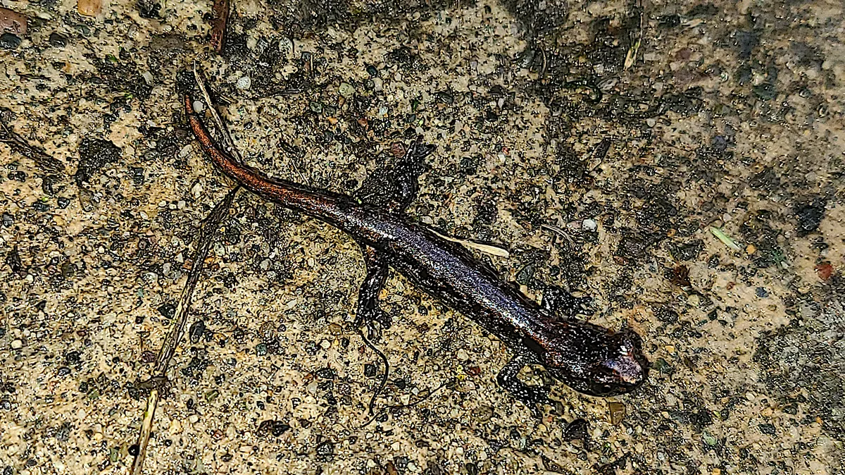Clouded Salamander