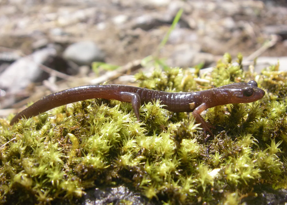 Clouded Salamander