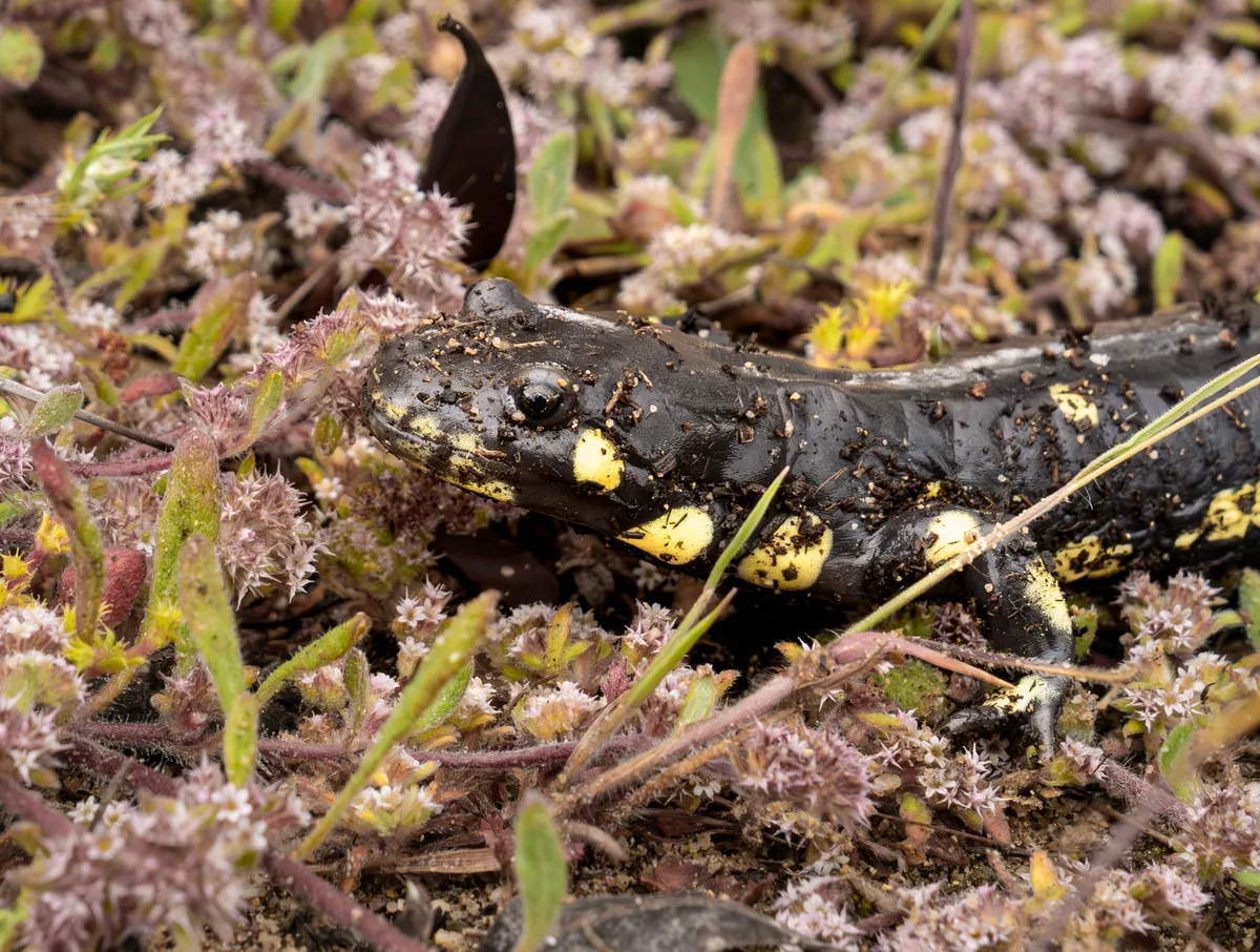 Aneides flavipunctatus