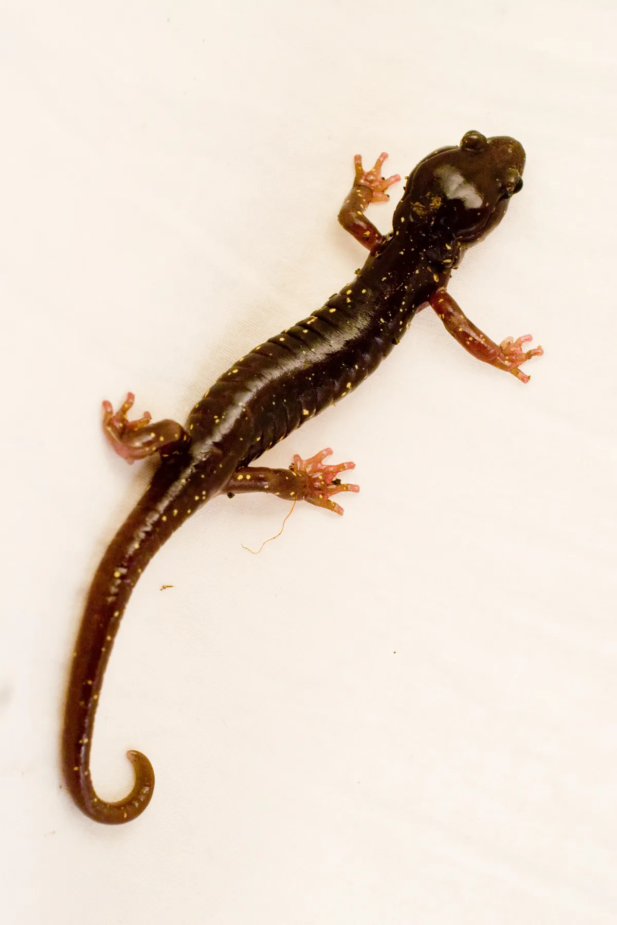 Salamandra arbórea