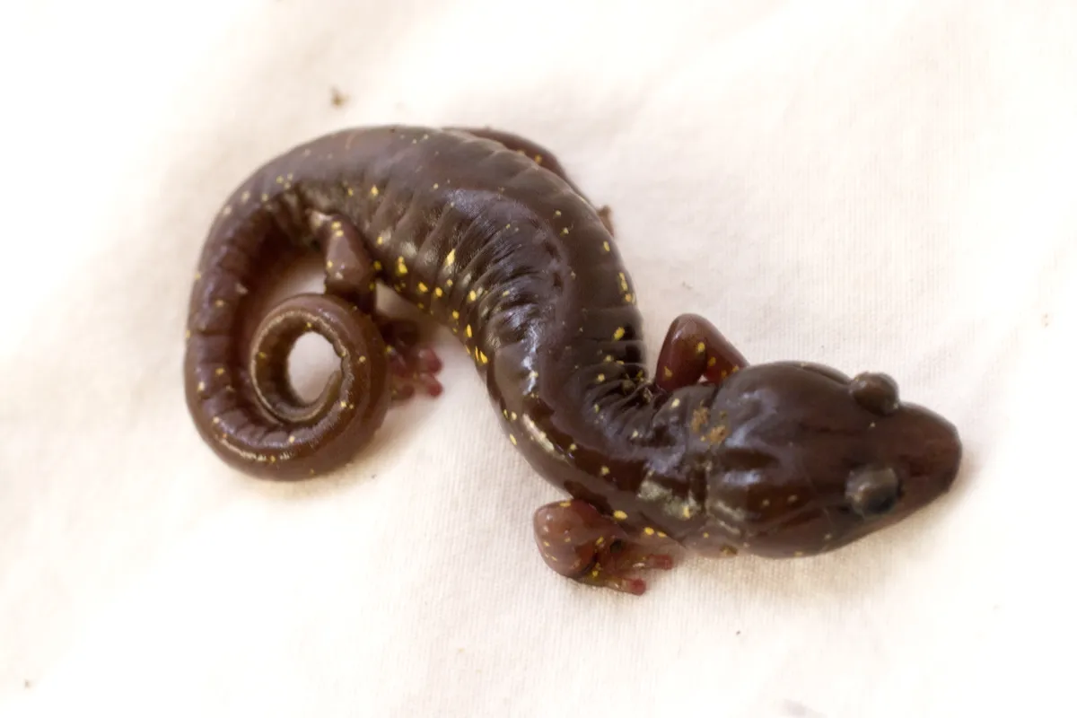 Salamandra arbórea