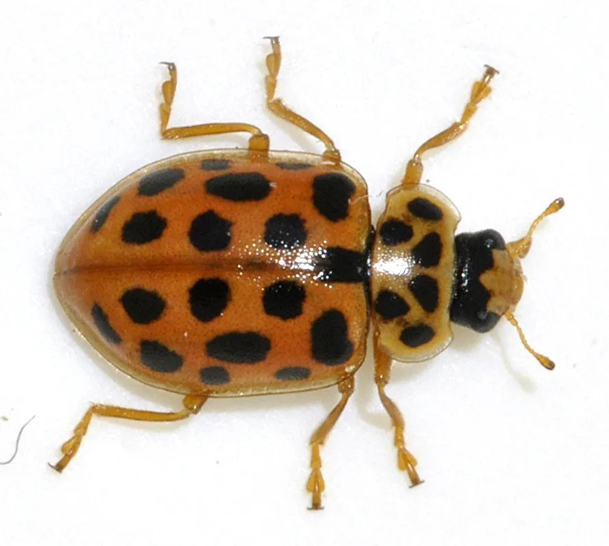 Anisosticta novemdecimpunctata