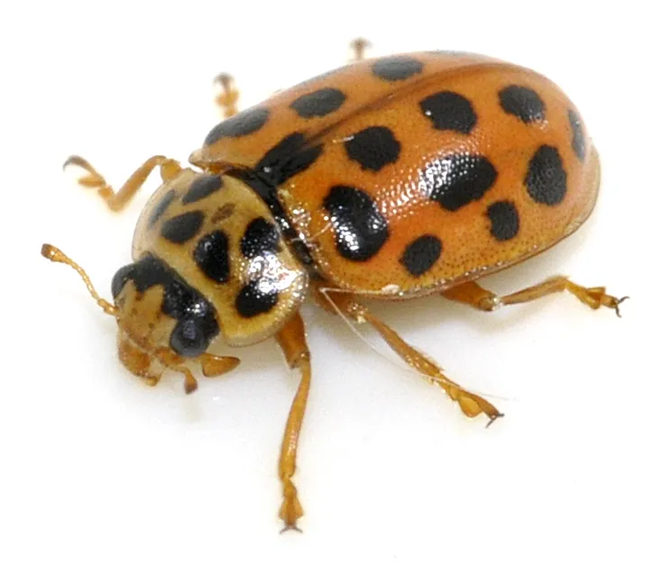 Mariquita de 19 puntos