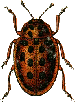 Mariquita de 19 puntos