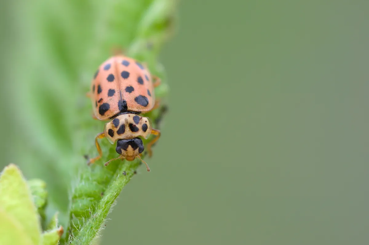 Mariquita de 19 puntos