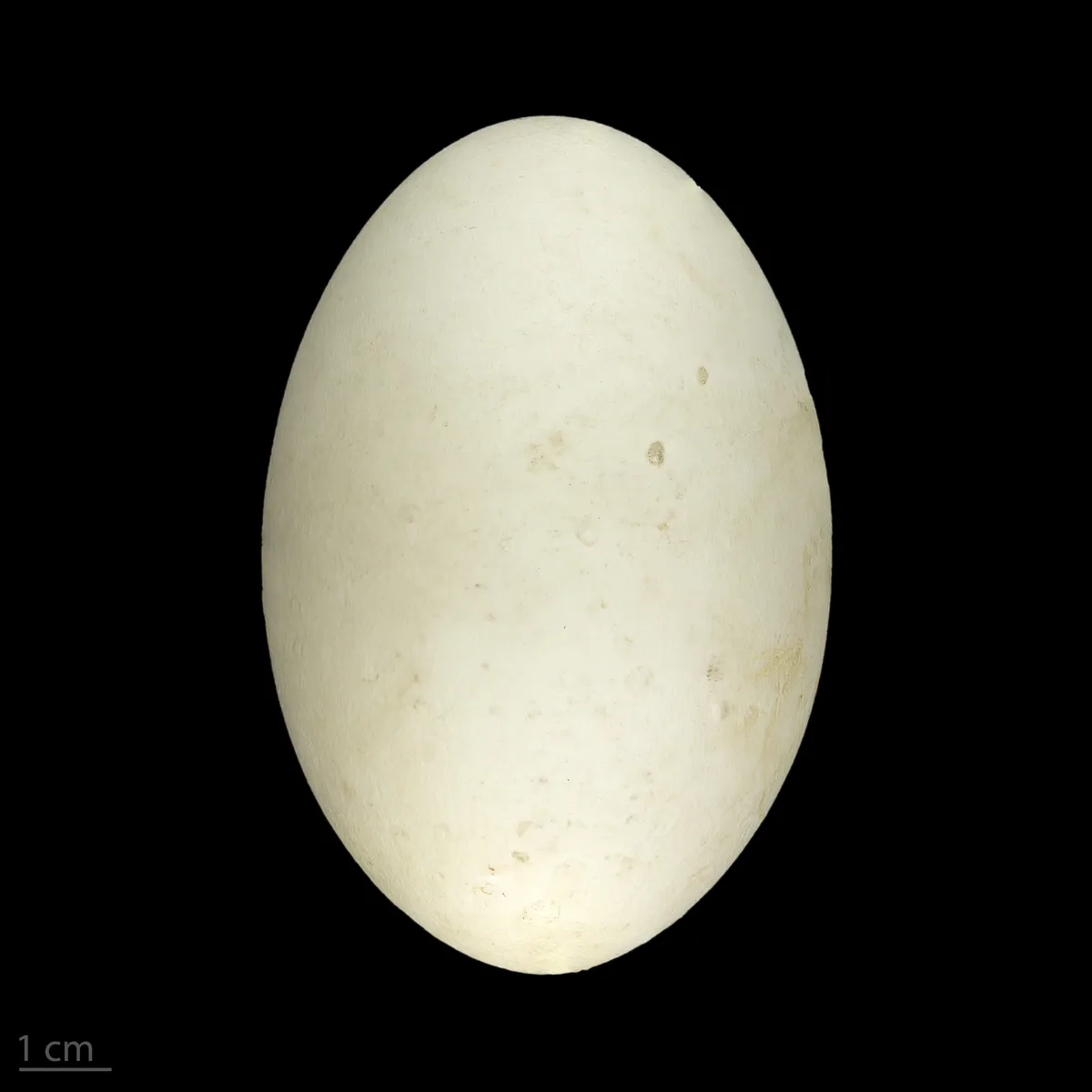 Ánsar Careto Grande