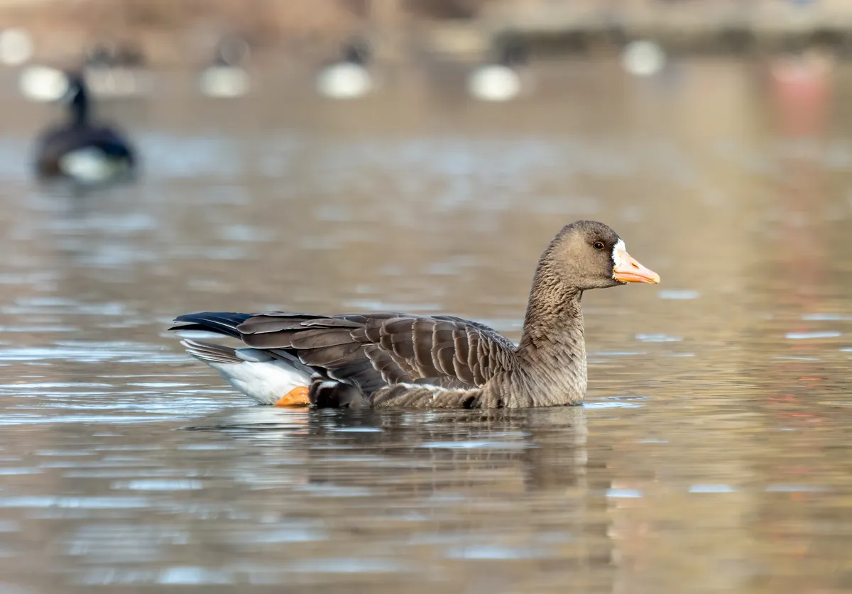 Ánsar Careto Grande