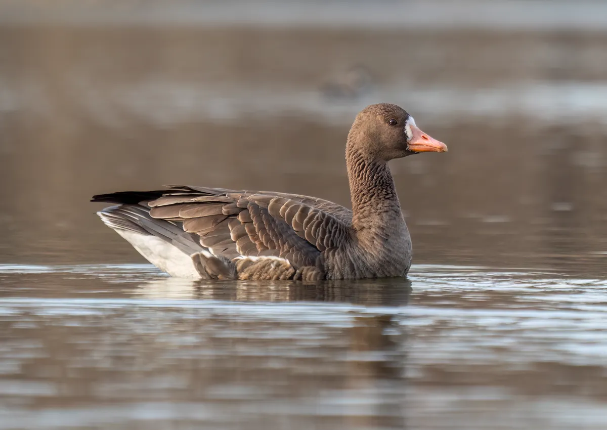 Ánsar Careto Grande