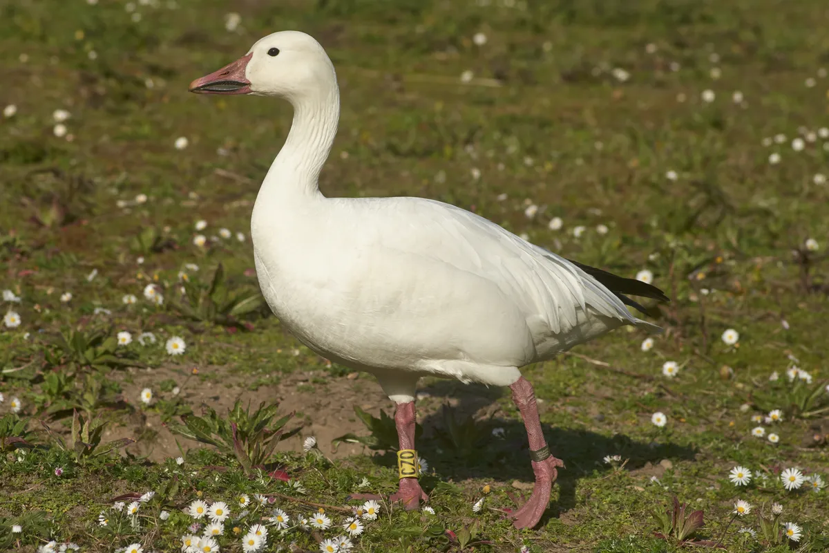 Snow/Ross's Goose