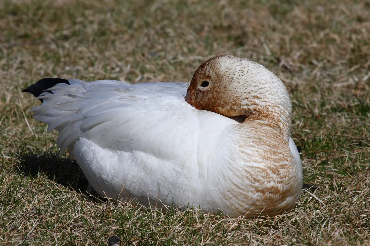 Snow/Ross's Goose