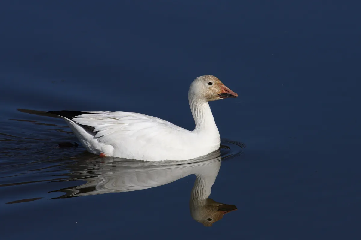 Snow/Ross's Goose