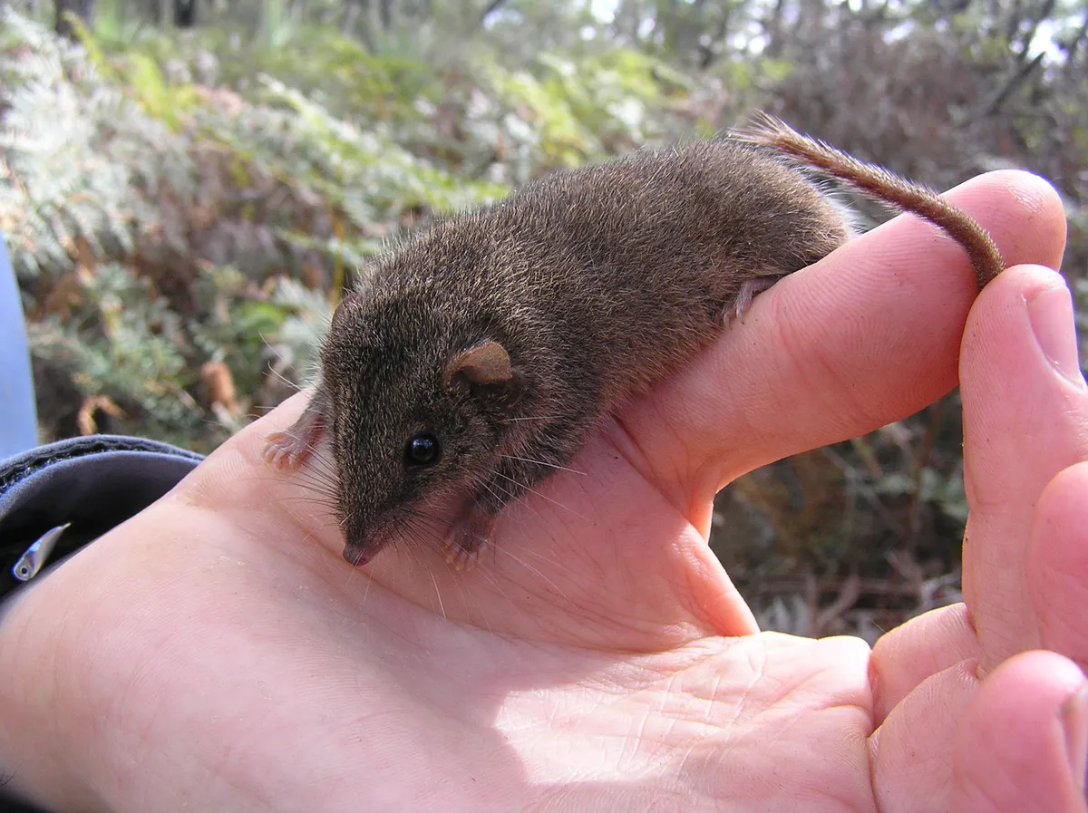 Agile Antechinus