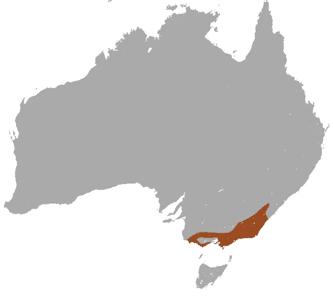 Agile Antechinus
