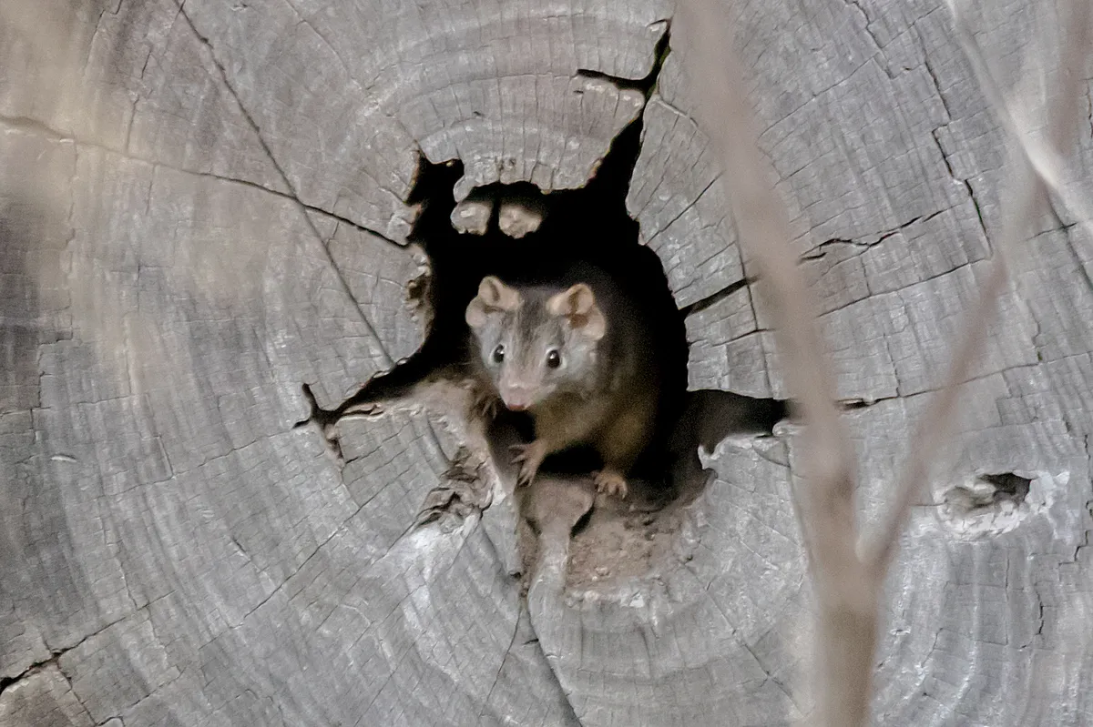 Antequino de pies amarillos