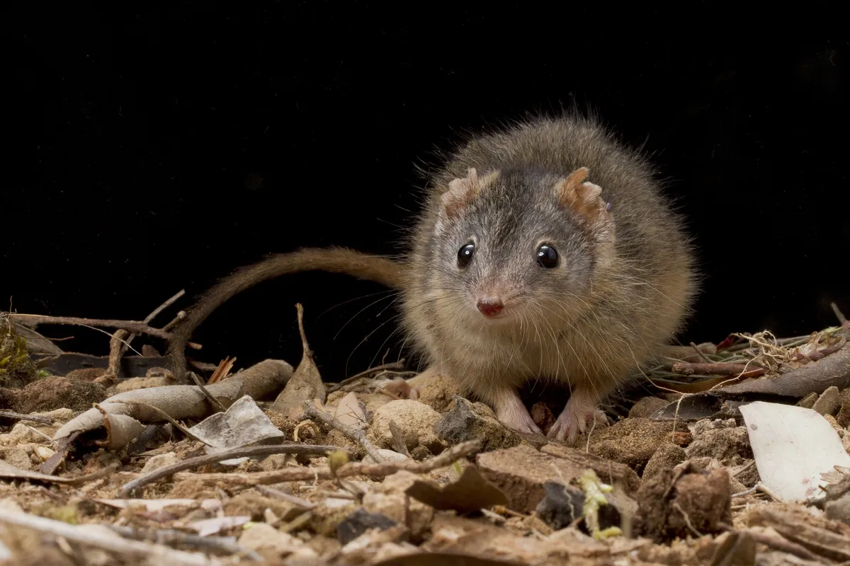 Antequino de pies amarillos