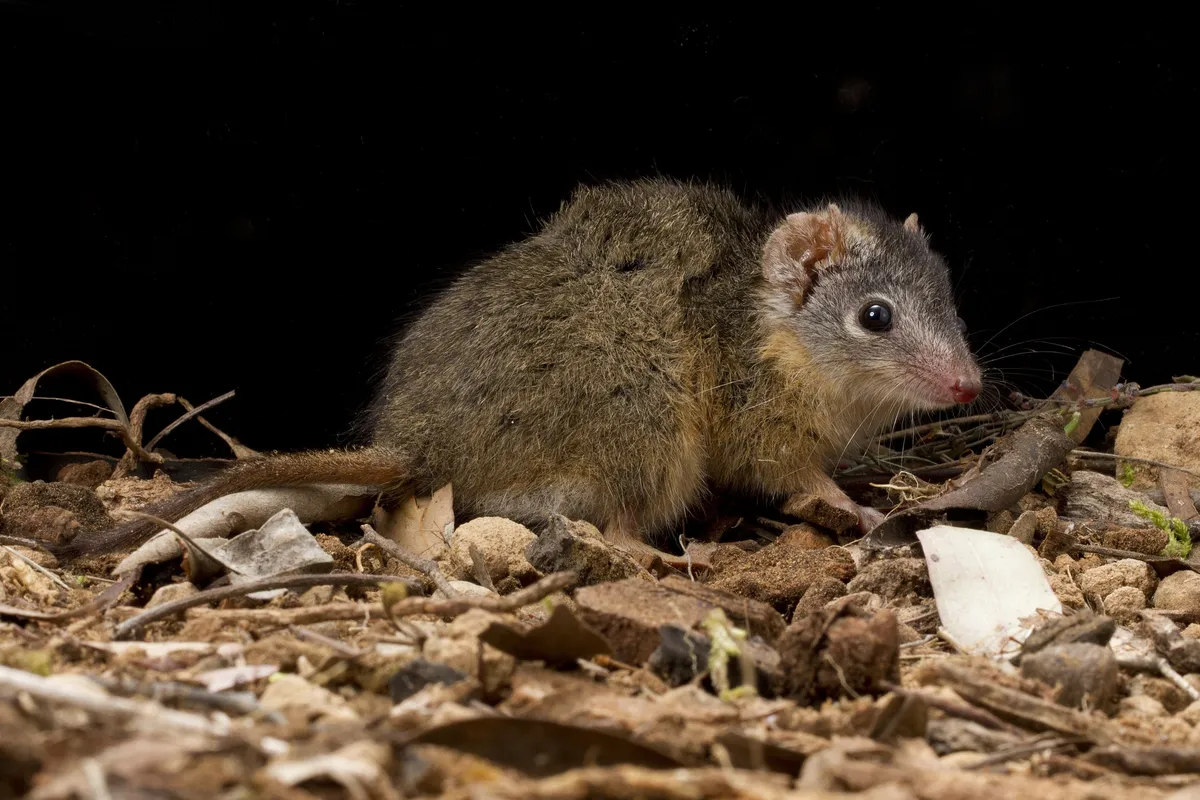 Antequino de pies amarillos