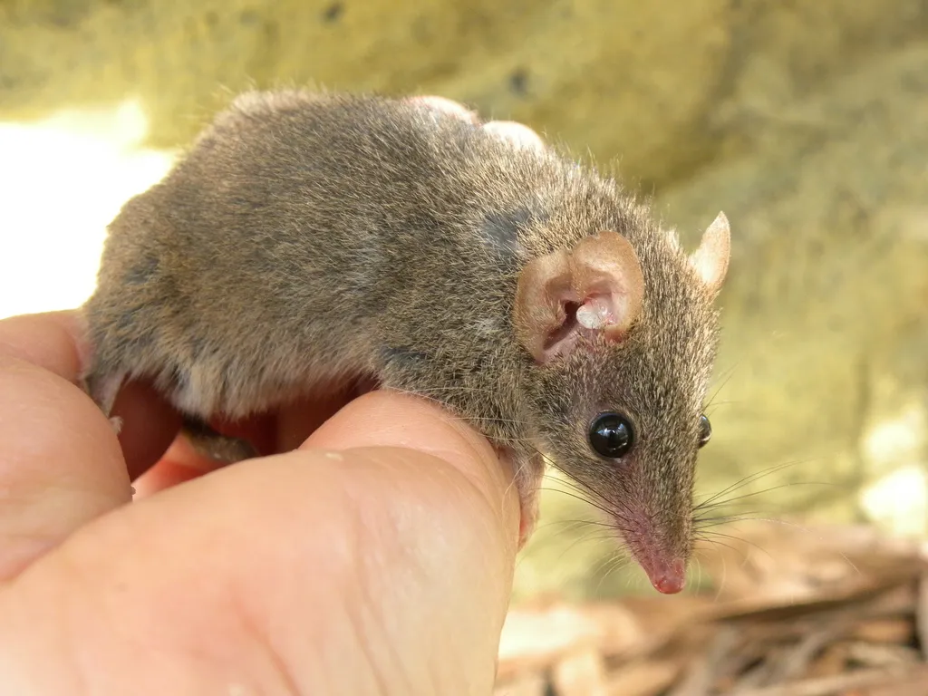Antechinus stuartii