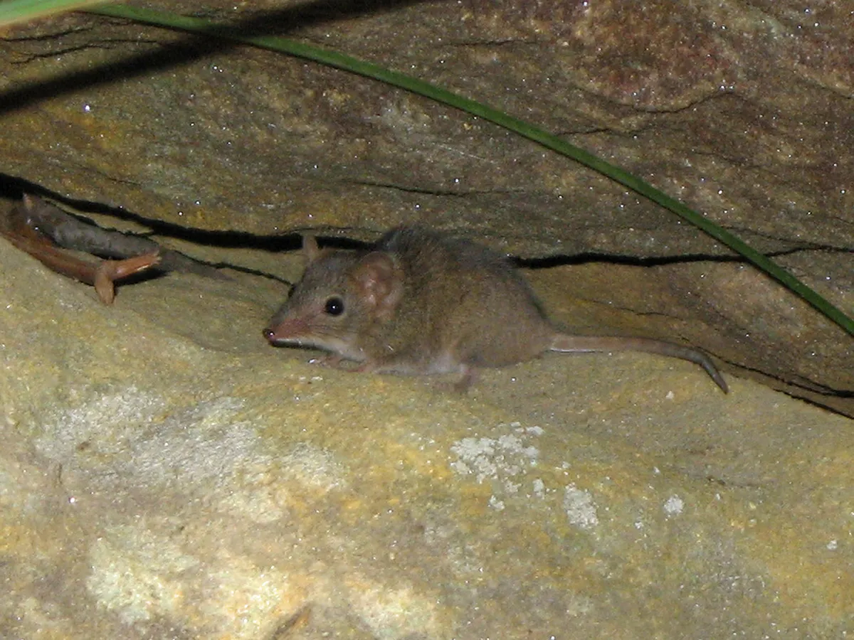 Brown Antechinus