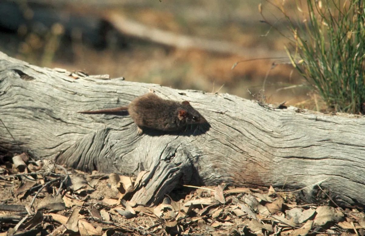 Brown Antechinus