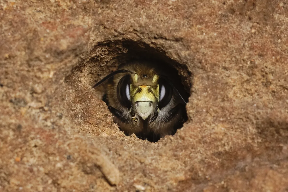 Abeja de Pies Peludos