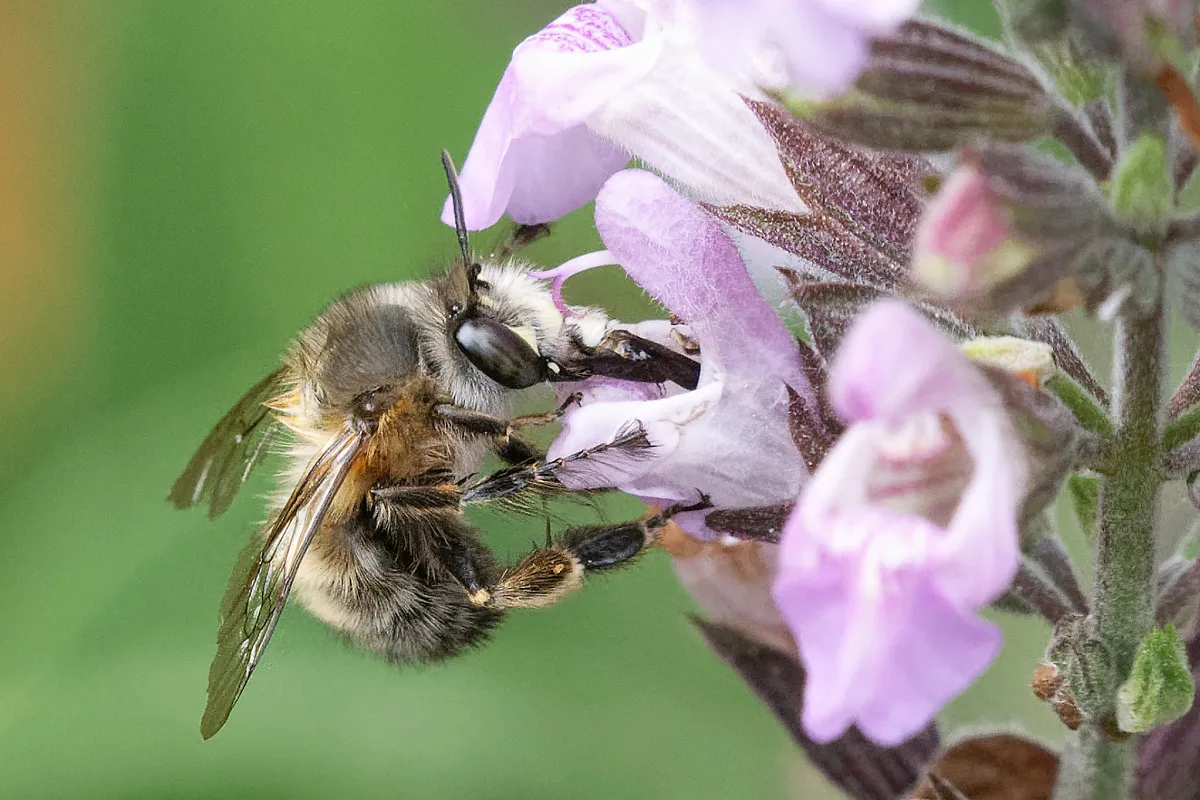 Abeja de Pies Peludos