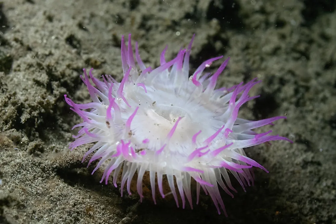 Anthopleura artemisia