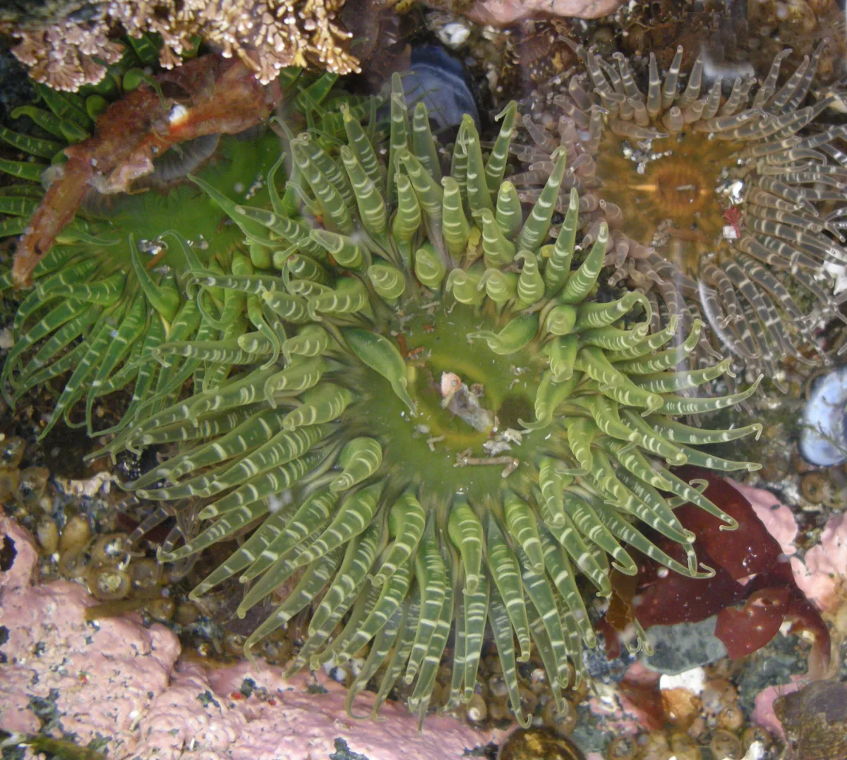 Buried Sea Anemone