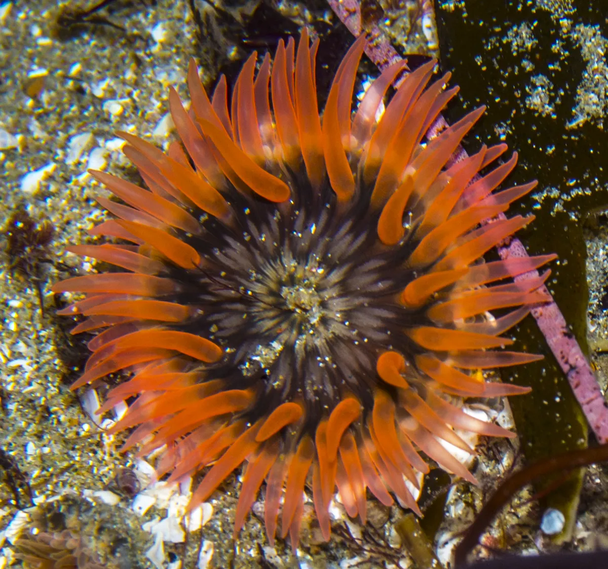 Buried Sea Anemone