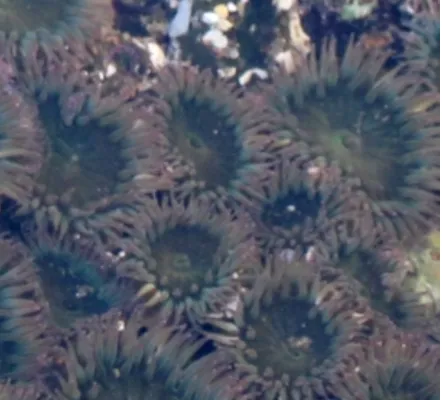 Anthopleura elegantissima