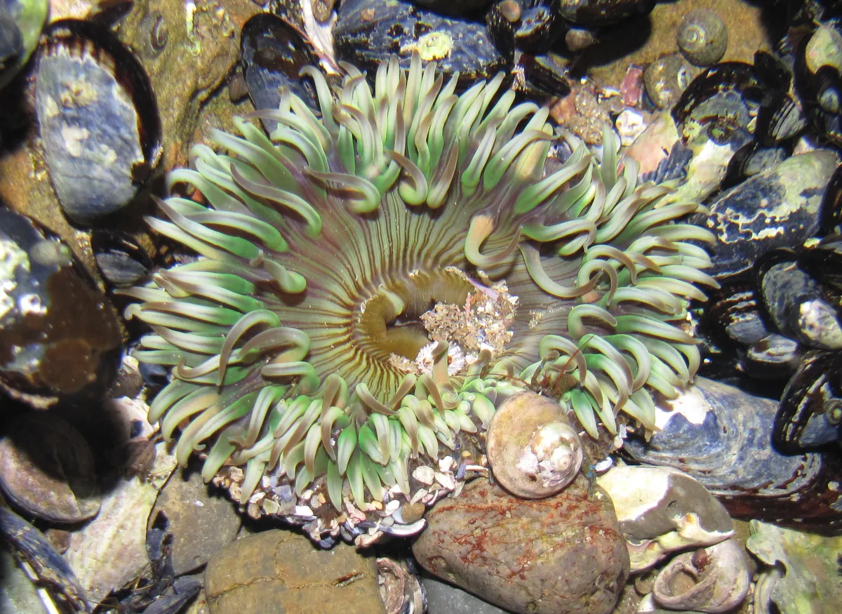 Clonal Anemone