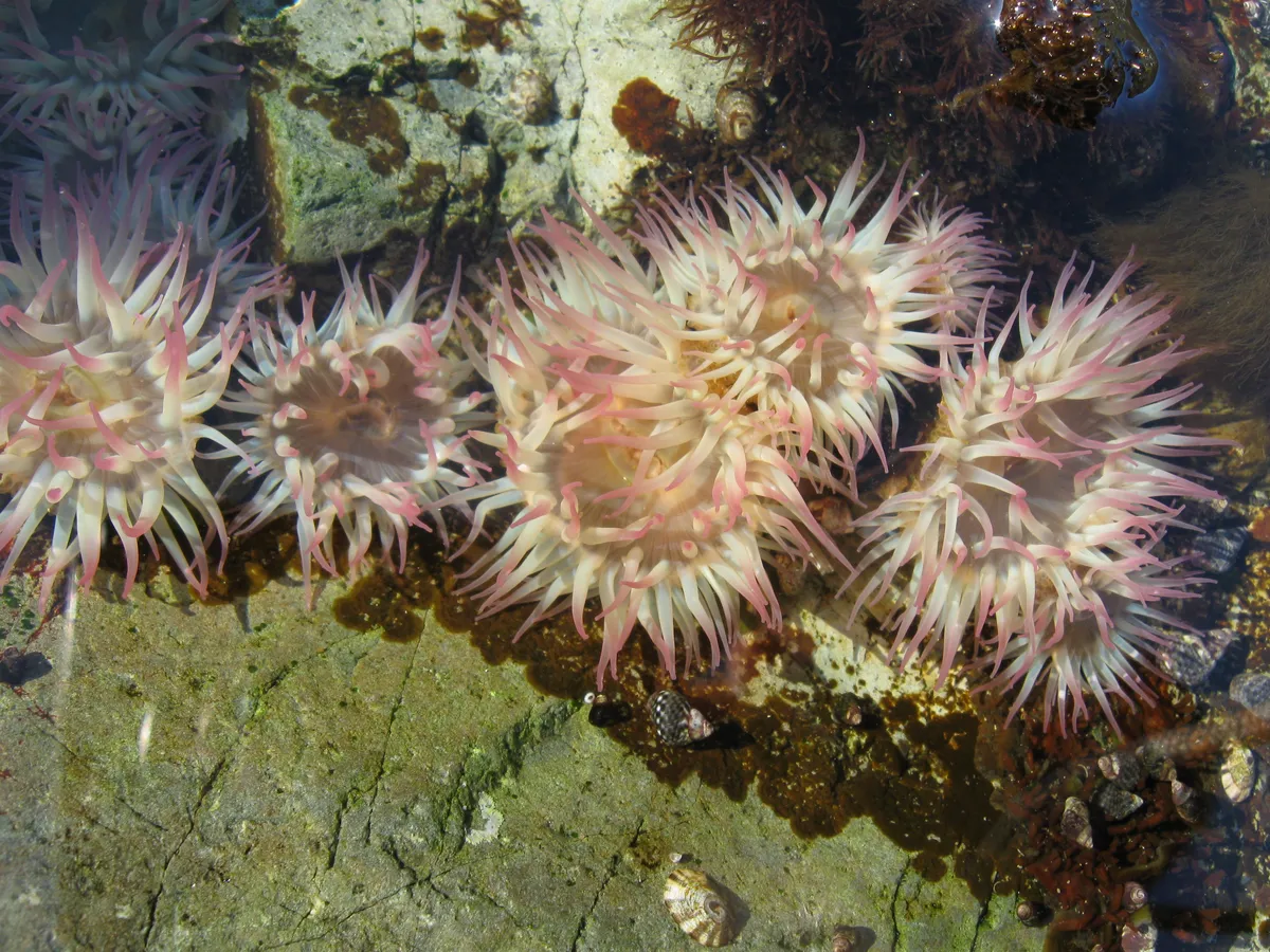 Clonal Anemone