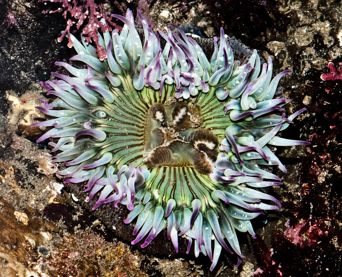 Sun Anemone