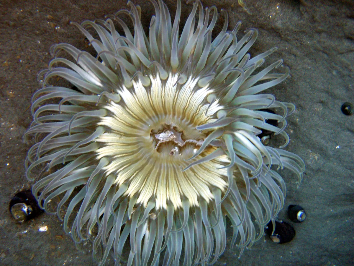 Sun Anemone