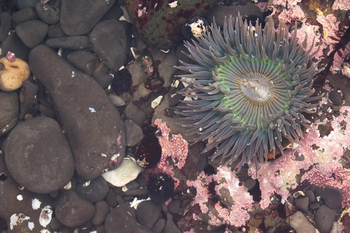 Sun Anemone