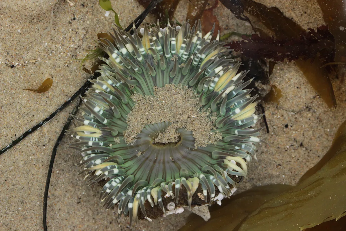 Sun Anemone