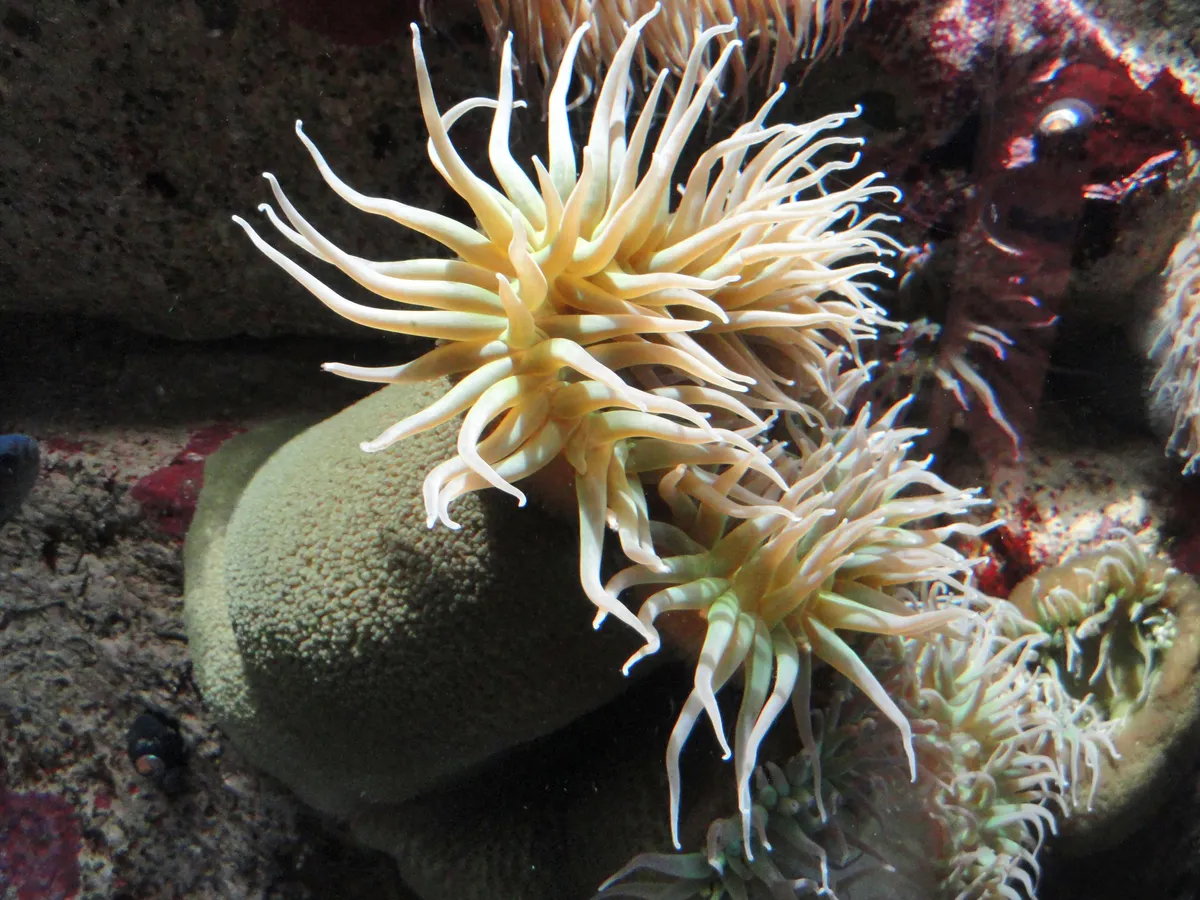 Anémona Verde Gigante