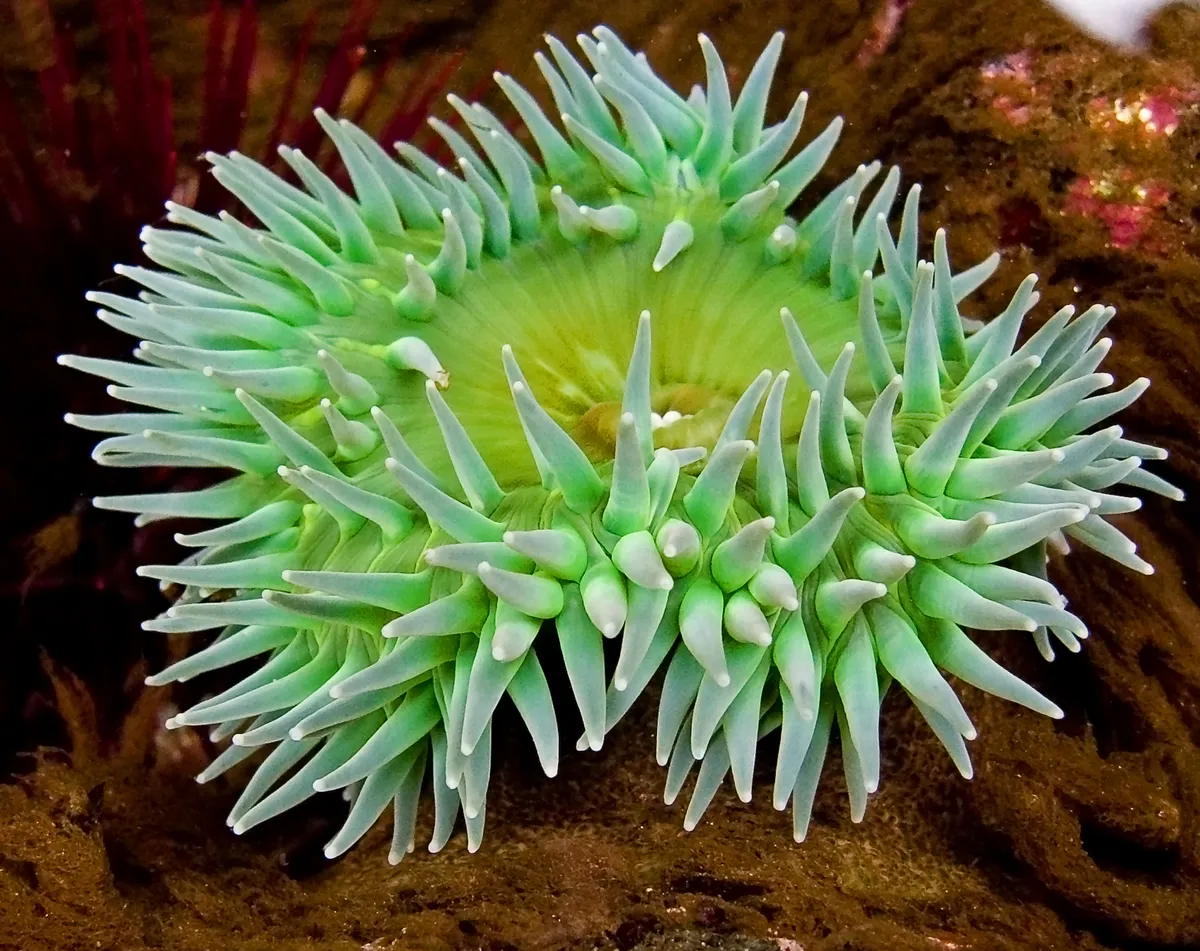 Anémona Verde Gigante