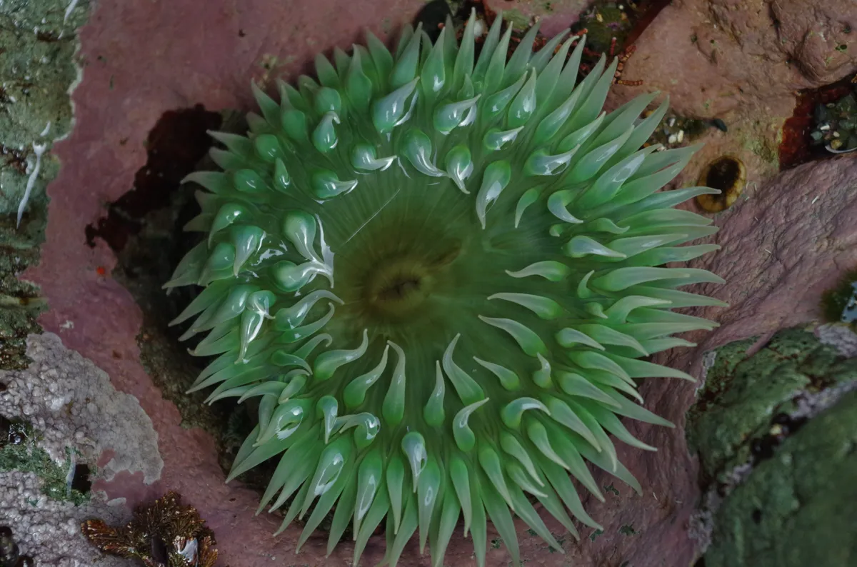 Anémona Verde Gigante